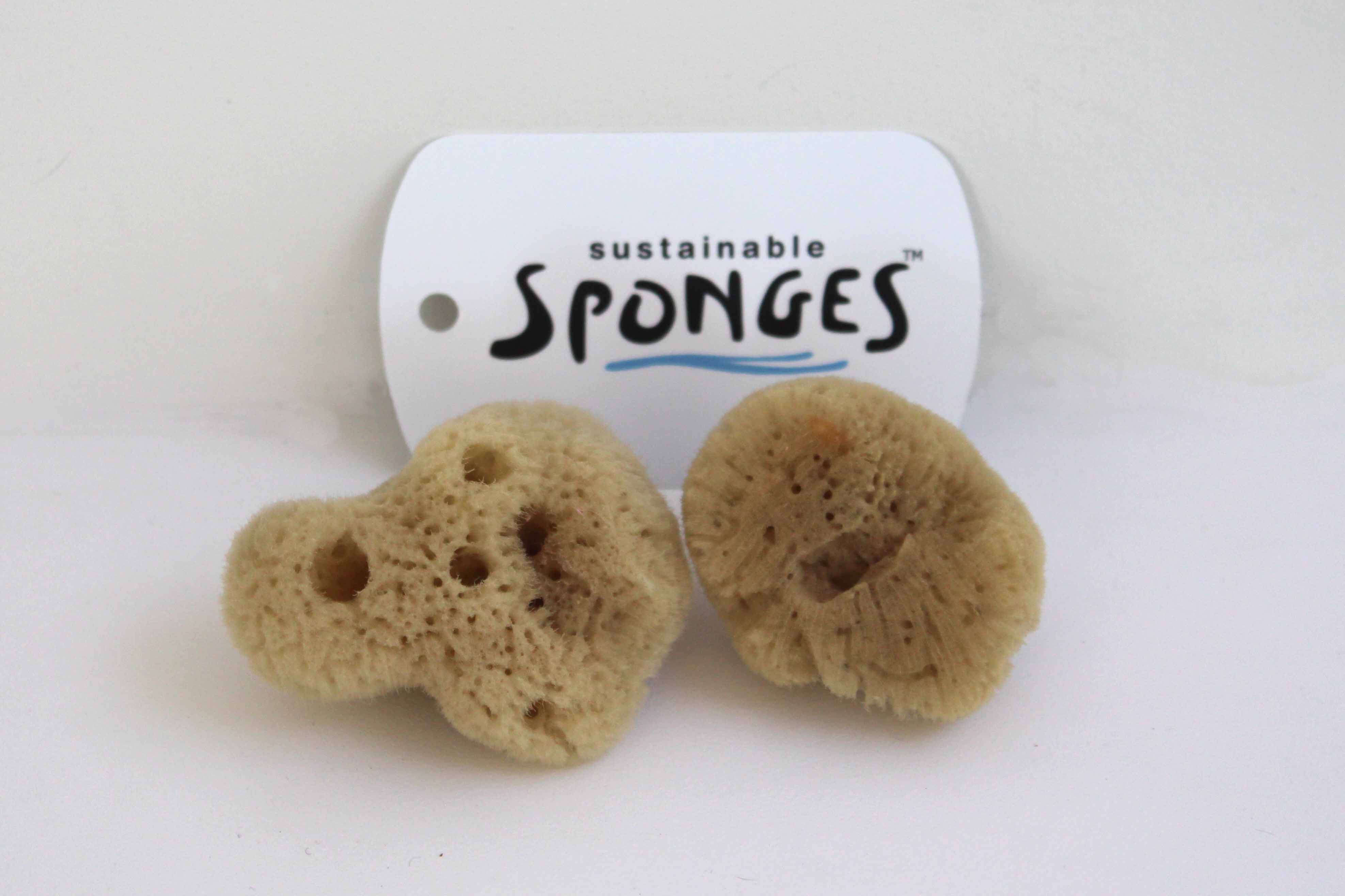 Craft Sponges