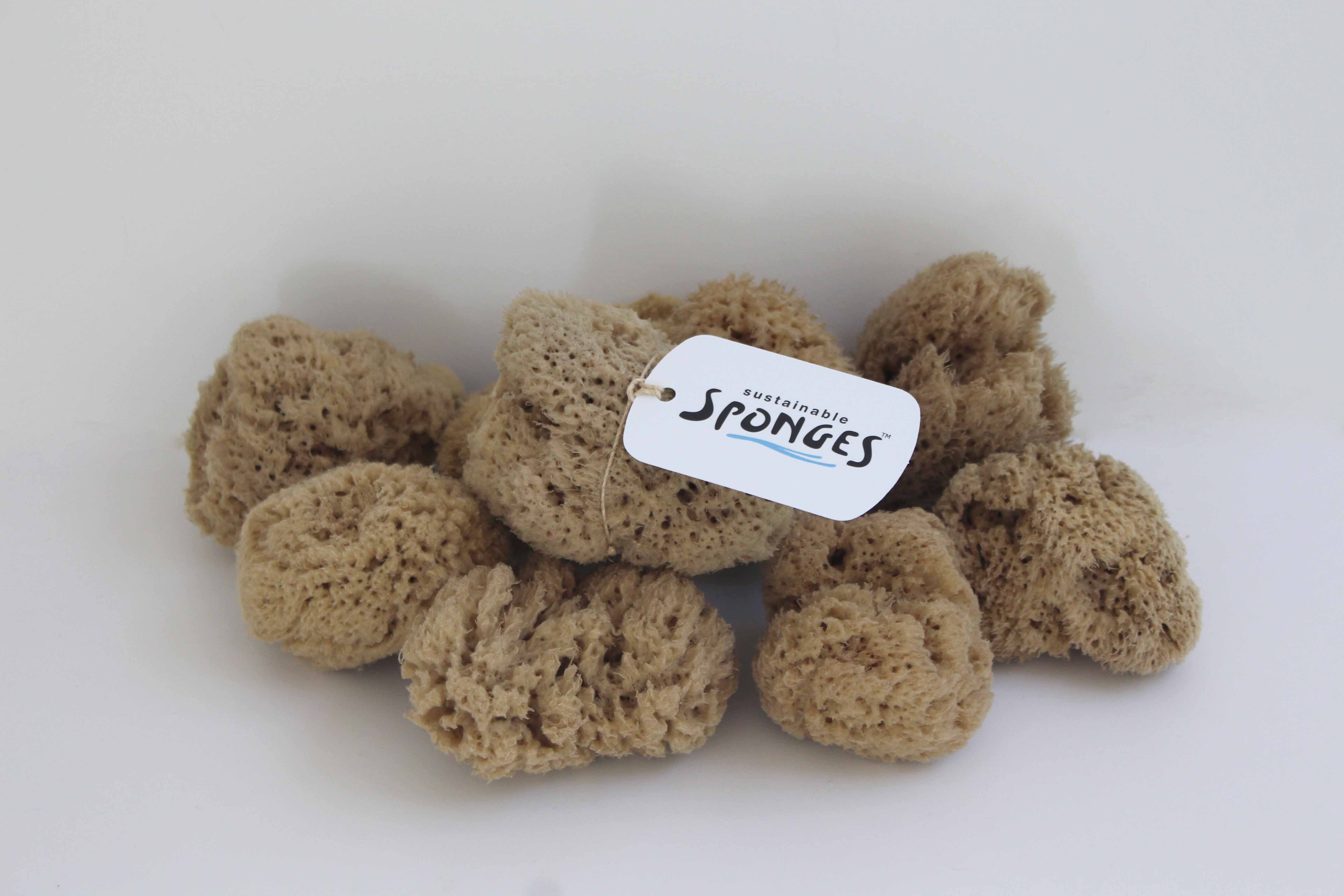 General Cleaning Sponges